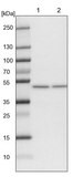 Anti-ELAC1 antibody produced in rabbit Prestige Antibodies&#174; Powered by Atlas Antibodies, affinity isolated antibody, buffered aqueous glycerol solution