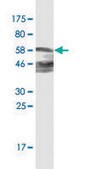 Monoclonal Anti-ZNF187 antibody produced in mouse clone 3E11, purified immunoglobulin, buffered aqueous solution