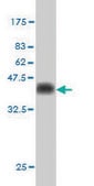 Monoclonal Anti-CDX4 antibody produced in mouse clone 3F3, purified immunoglobulin, buffered aqueous solution