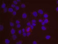 p53 and phospho-BRCA1[S1280] PLA® Antibody Kit Powered by Bethyl Laboratories, Inc.