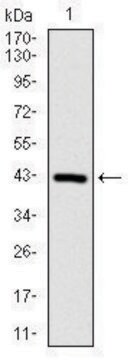 Monoclonal Anti-COTL1 antibody produced in mouse clone 5C8, purified immunoglobulin, buffered aqueous solution