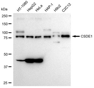KD-Validated Anti CSDE1 Antibody, clone 23GB3510, Rabbit Monoclonal clone 23GB3510, recombinant rabbit monoclonal, expressed in HEK293 cells
