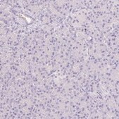 Anti-EMX2 antibody produced in rabbit Prestige Antibodies® Powered by Atlas Antibodies, affinity isolated antibody, buffered aqueous glycerol solution