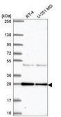 Anti-NEIL2 antibody produced in rabbit Prestige Antibodies® Powered by Atlas Antibodies, affinity isolated antibody