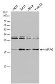 Anti-MAFG antibody produced in rabbit