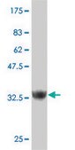 ANTI-ZNF207 antibody produced in mouse clone 6H8, purified immunoglobulin, buffered aqueous solution