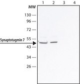 Anti-Synaptotagmin 7 antibody produced in rabbit ~1.0 mg/mL, affinity isolated antibody