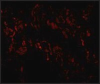 Anti-TNFAIP3 antibody produced in rabbit affinity isolated antibody, buffered aqueous solution, ab1