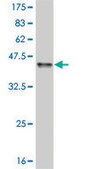 Monoclonal Anti-TCF7L2, (C-terminal) antibody produced in mouse clone 3A4, purified immunoglobulin, buffered aqueous solution