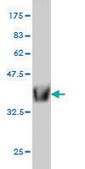 Monoclonal Anti-ZBED1 antibody produced in mouse clone 5G1, purified immunoglobulin, buffered aqueous solution