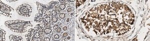 Anti-Bif-1 from rabbit, purified by affinity chromatography