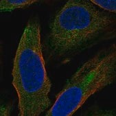 Anti-HAUS1 antibody produced in rabbit Prestige Antibodies® Powered by Atlas Antibodies, affinity isolated antibody, buffered aqueous glycerol solution