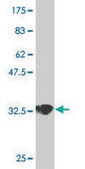 Monoclonal Anti-GNB5 antibody produced in mouse clone 3A3, purified immunoglobulin, buffered aqueous solution