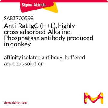 Anti-Rat IgG (H+L), highly cross adsorbed-Alkaline Phosphatase antibody produced in donkey affinity isolated antibody, buffered aqueous solution