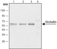 Anti-Occludin (C-terminal) antibody produced in rabbit ~1.0&#160;mg/mL, affinity isolated antibody