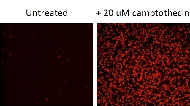 AAT Bioquest Annexin V-iFluor® 594 conjugate 100 tests