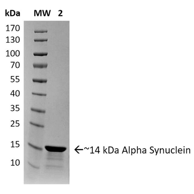 StressMarq Alpha Synuclein Pre-formed Fibrils (Type 2) 100 µg