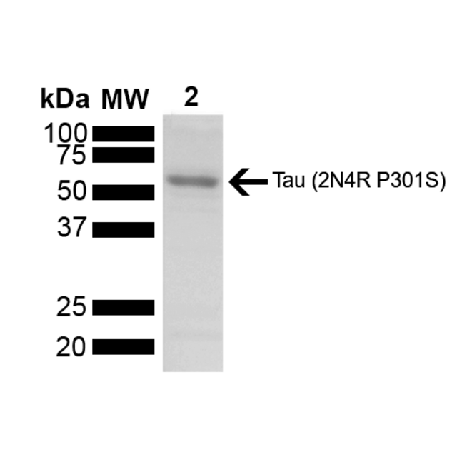 StressMarq Tau-441 (2N4R) P301S Mutant Monomers (Baculovirus/Sf9) 100 µg, pack of 5