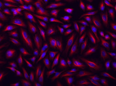 AAT Bioquest Cy5®-streptavidin conjugate 1 mg