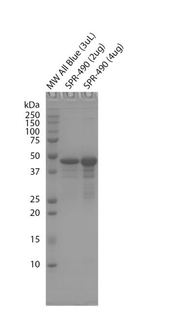 StressMarq Tau-352 (fetal 0N3R) Wild-Type Monomers 100 µg, pack of 2