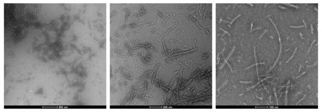 StressMarq Tau-352 (fetal 0N3R) Wild-Type Pre-formed Fibrils 100 µg, pack of 5