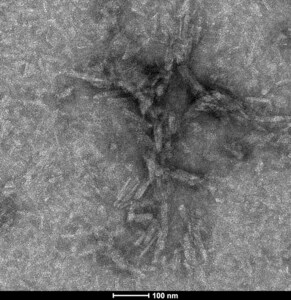 StressMarq Tau-441 (2N4R) P301S Mutant Pre-formed Fibrils: ATTO 488 100 µg, pack of 5