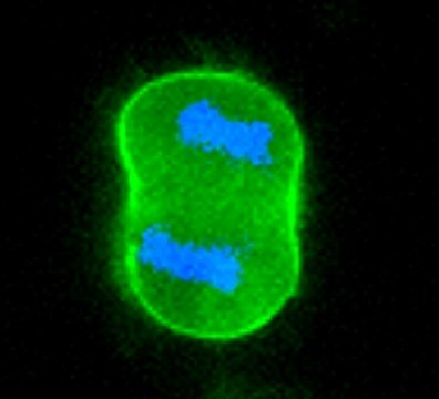 AAT Bioquest Buccutite™ Peroxidase (HRP) Antibody Conjugation Kit 2 Labelings Optimized for Labeling 25 ug Protein