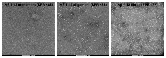 StressMarq Amyloid Beta 1-42 Pre-formed Fibrils 100 µg, pack of 2