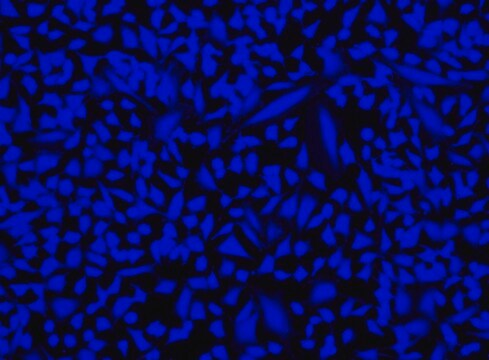 AAT Bioquest Live or Dead™ Fixable Dead Cell Staining Kit 200 Tests Blue Fluorescence