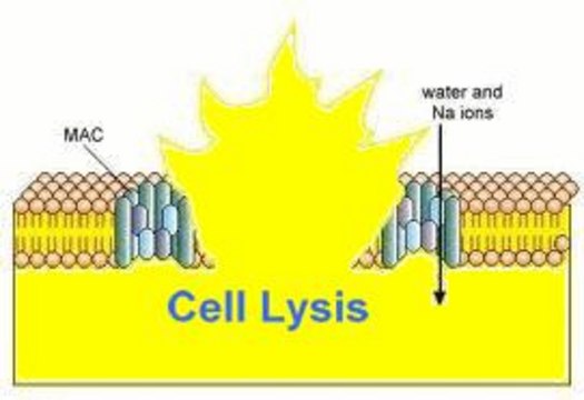 AAT Bioquest ReadiUse™ mammalian cell lysis buffer 10 mL 5X