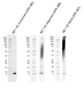 StressMarq Amyloid Beta 1-42 Pre-formed Fibrils 100 µg, pack of 2