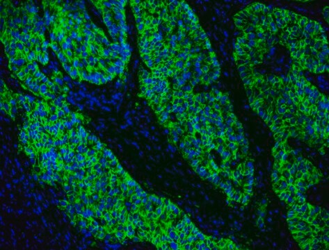 AAT Bioquest FluoroQuest™ Anti-fading Mounting Medium with DAPI 20 mL