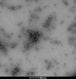 StressMarq Alpha Synuclein N-Terminal Acetylated Pre-formed Fibrils (Type 1) 100 µg