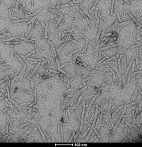 StressMarq Alpha Synuclein Pre-formed Fibrils: ATTO 594 (Type 1) 100 µg, pack of 5