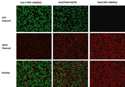 AAT Bioquest Live or Dead™ Cell Viability Assay Kit 200 Tests Green/Red Dual Fluorescence