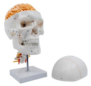 Eisco Labs Skull Model Numbered Skull Model, with 3D Brain - Sutures & Cervical Vertebrae - Natural Color & Size - Mounted on Stand