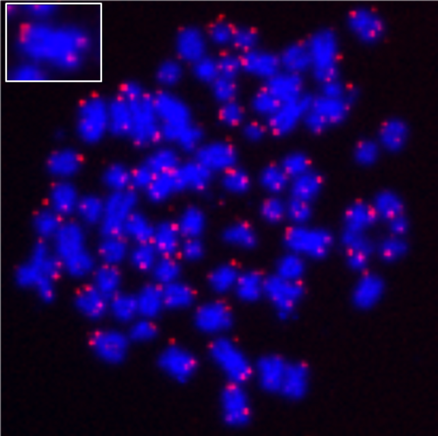 AAT Bioquest ReadiLink™ iFluor® 647 FISH Fluorescence Imaging Kit 25 Tests