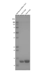 StressMarq Tau dGAE (297-391) AD-mimic Pre-formed Fibrils 100 µg