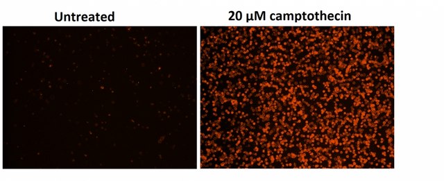 AAT Bioquest Cell Meter™ Phosphatidylserine Apoptosis Assay Kit 100 Tests Orange Fluorescence Optimized for Microplate Readers