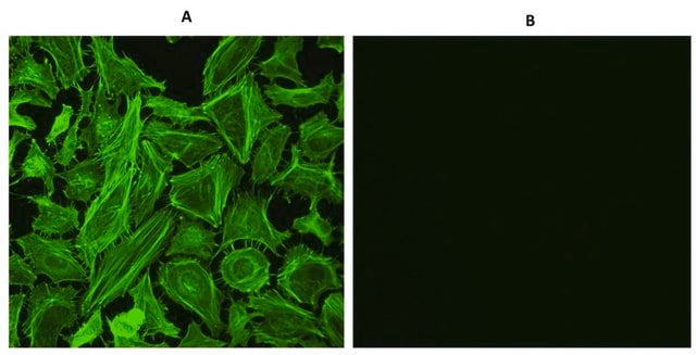 AAT Bioquest ReadiUse™ 4% formaldehyde fixation solution 50 mL