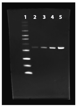 AAT Bioquest ProLite™ His-Tag Protein Gel Staining Kit 10 Gels Green Fluorescence