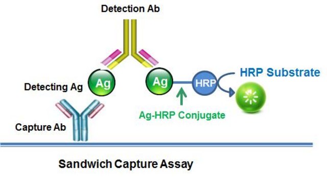 AAT Bioquest Sulfadimidine-HRP Conjugate 1 mg