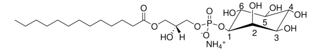 13:0 Lyso PI 1-tridecanoyl-2-hydroxy-sn-glycero-3-phospho-(1&#8242;-myo-inositol) (ammonium salt), powder