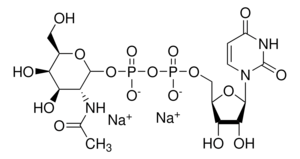Uridine 5′-diphospho-N-acetylgalactosamine disodium salt ≥97%