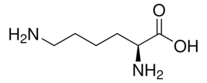 L-Lysine Vetec™, reagent grade, ≥98%