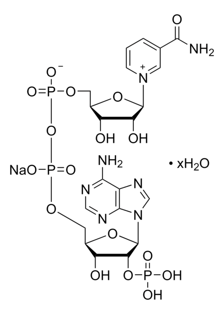 &#946;-烟酰胺腺嘌呤二核苷酸磷酸 水合物 powder