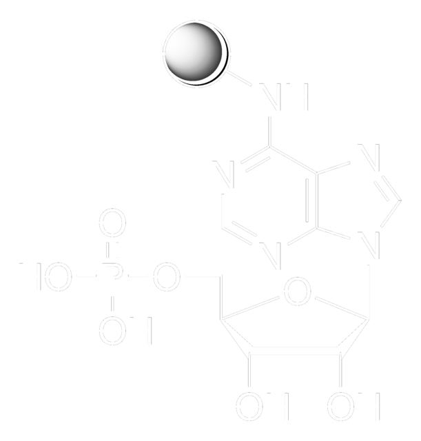 Adenosine 5&#8242;-monophosphate–Agarose lyophilized powder, Contains lactose stabilizers that must be removed prior to use.