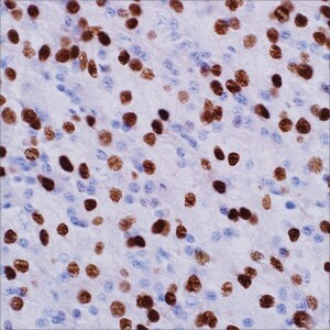 Olig2 (211F1.1) Mouse Monoclonal Antibody