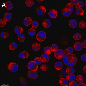 抗-流感A 核蛋白抗体，克隆A3 ZooMAb® 小鼠单克隆recombinant 