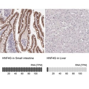 Anti-HNF4G antibody produced in rabbit Prestige Antibodies&#174; Powered by Atlas Antibodies, affinity isolated antibody, buffered aqueous glycerol solution